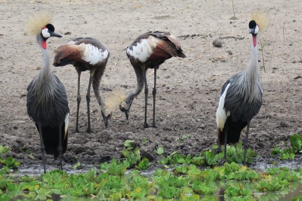 Tarangire National Park Birdwatching