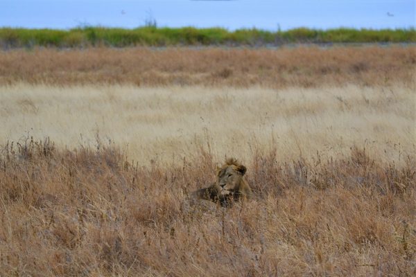 Tarangire National Park leone palude