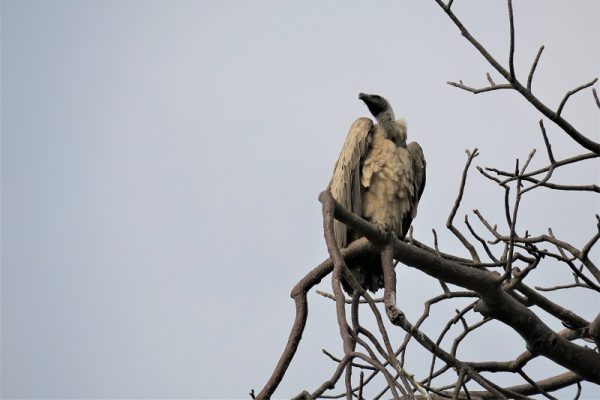 Tarangire National Park Birdwatching