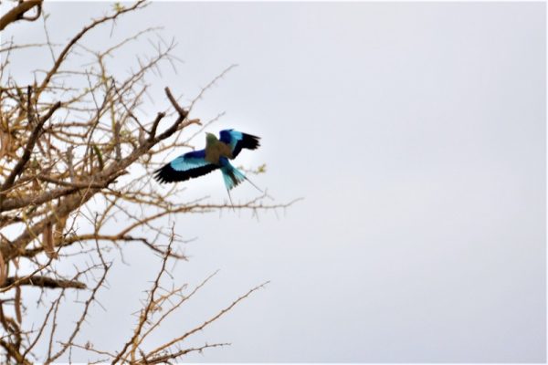 Tarangire National Park birdwatching