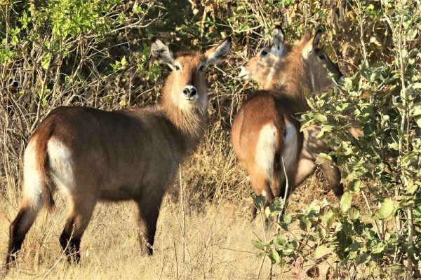 Le Parc National de Katavi faune