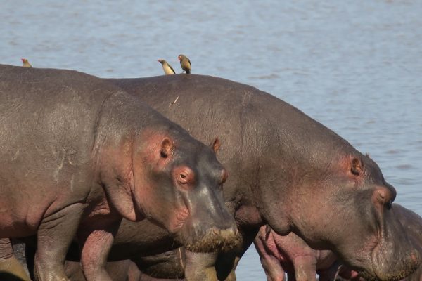 Le Parc National de Katavi faune