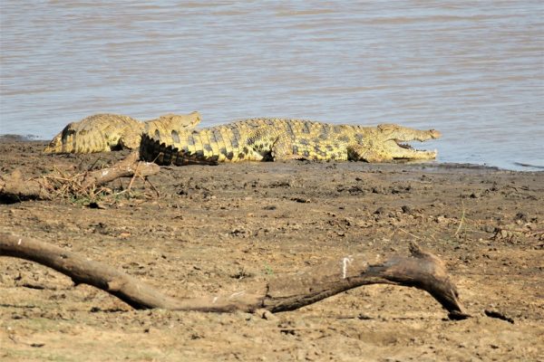 Katavi National Park fauna