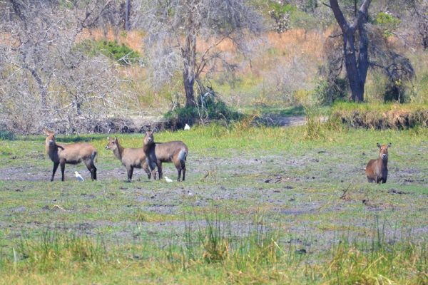 Katavi National Park faune