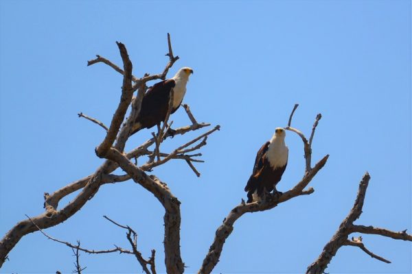 Le Parc National de Katavi Ornythologie