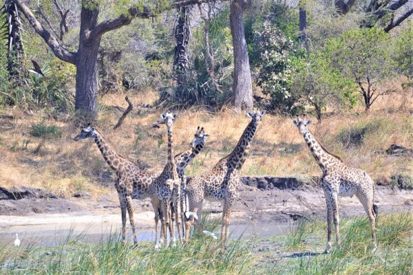 Katavi National Park wildlife