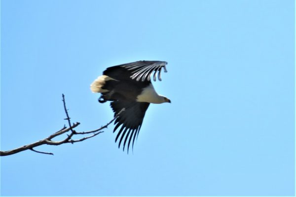 Katavi National Park Birdwatching