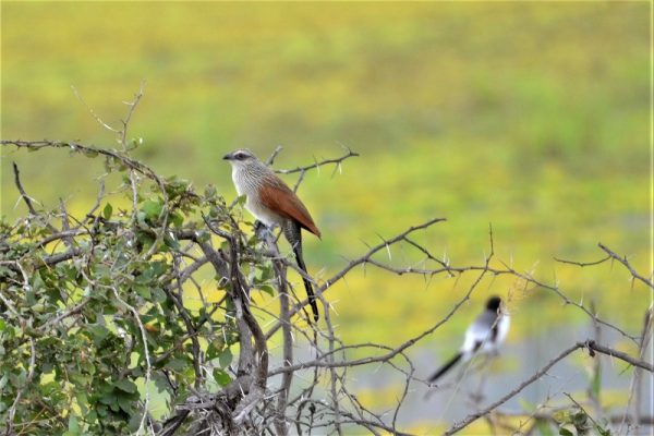 Mkomazi National Park birdwatching