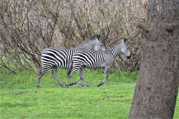 Nyerere National Park fauna